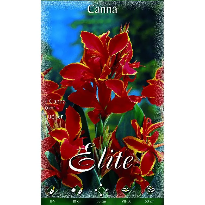 Premium Certificado Bulbo Canna roja borde amarillo hoja oscura