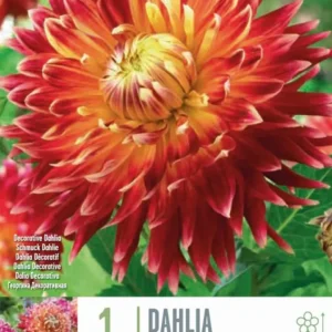 Premium Certificado Bulbos de Dahlia 'Akita'