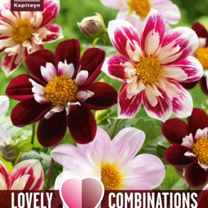 Premium Certificado Bulbos de Dahlia 'Collerette'