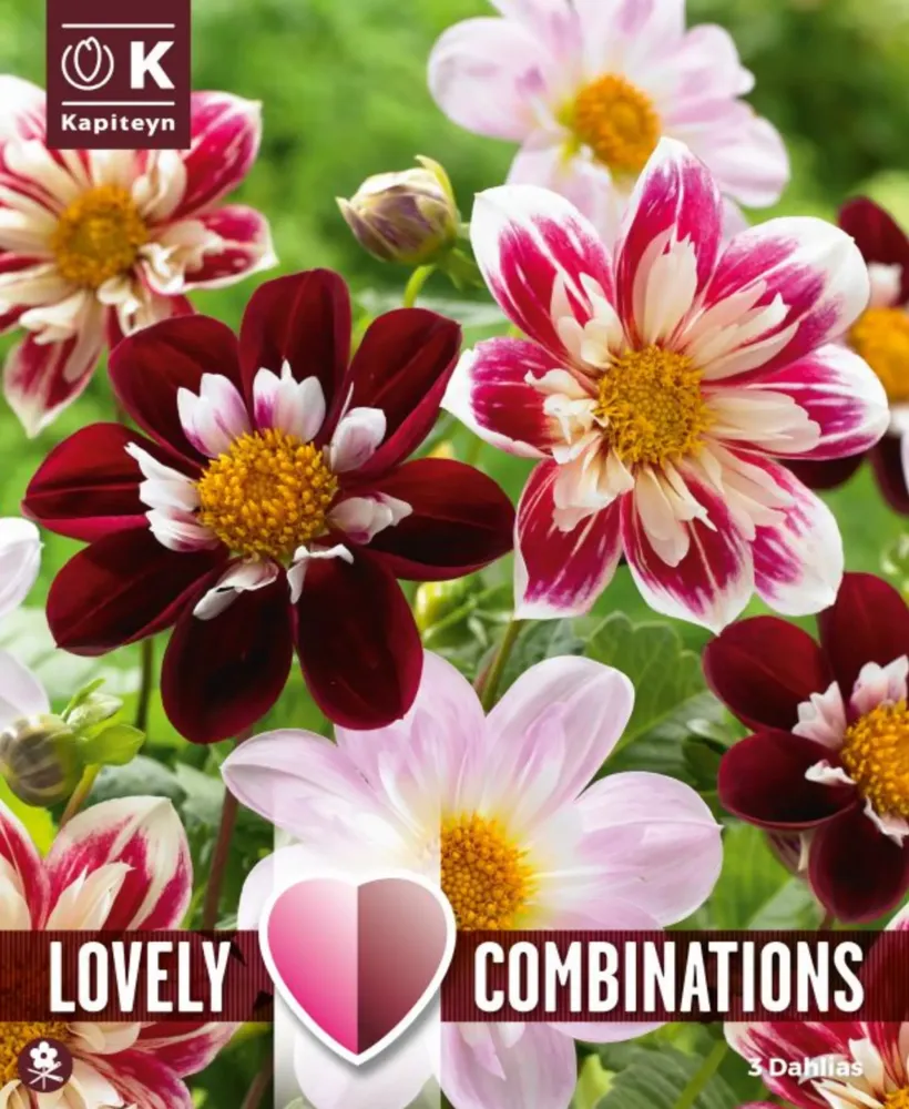 Premium Certificado Bulbos de Dahlia 'Collerette'