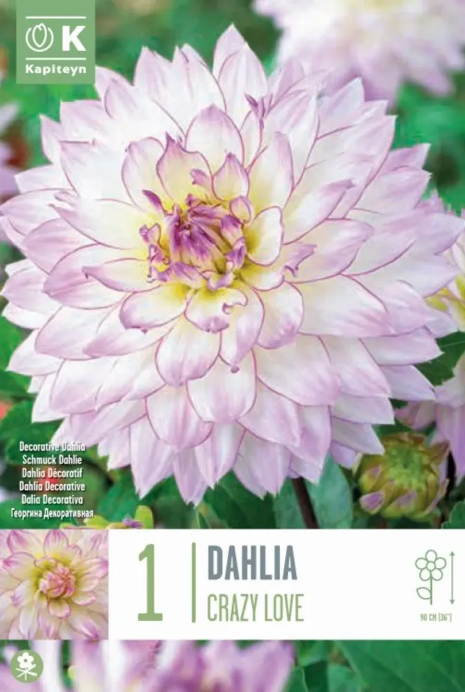 Premium Certificado Bulbos de Dahlia 'Crazy Love'