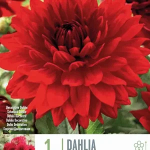 Premium Certificado Bulbos de Dahlia 'Garden Wonder'