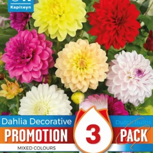 Premium Certificado Bulbos de Dahlia 'Mixed'/Decorative
