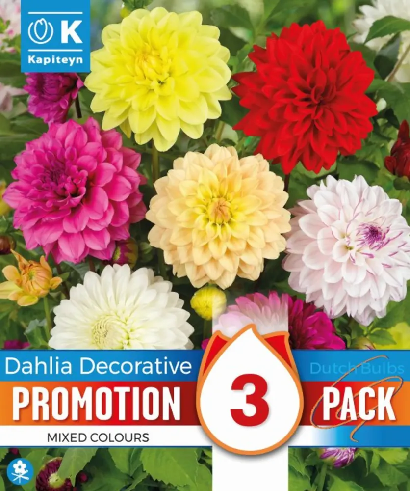 Premium Certificado Bulbos de Dahlia 'Mixed'/Decorative