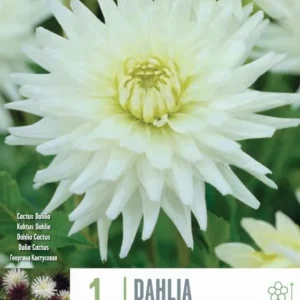 Premium Certificado Bulbos de Dahlia 'My Love'