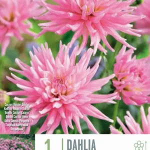 Premium Certificado Bulbos de Dahlia 'Park Princess'