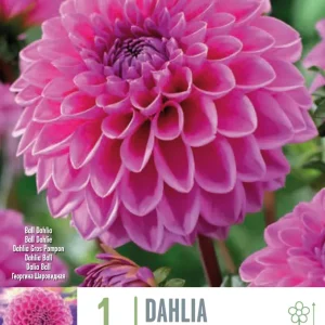 Premium Certificado Bulbos de Dahlia 'Sandra'