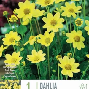 Premium Certificado Bulbos de Dahlia 'Topmix Yellow'