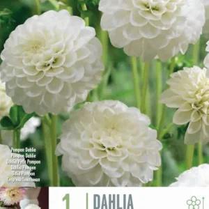 Premium Certificado Bulbos de Dahlia 'White Aster'
