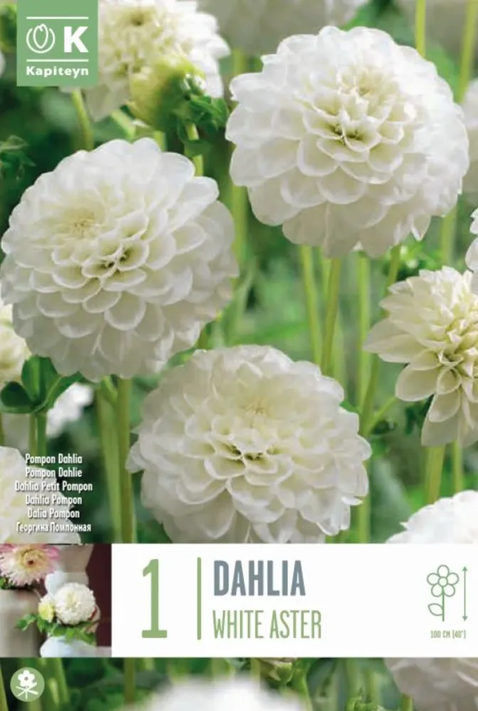 Premium Certificado Bulbos de Dahlia 'White Aster'