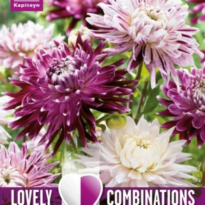 Premium Certificado Bulbos de Dahlia decorativa Lovely Combinations blanco y morado