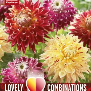 Premium Certificado Bulbos de Dahlia decorativa Lovely Combinations rojo y amarillo