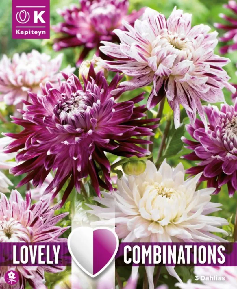 Premium Certificado Bulbos de Dahlia decorativa Lovely Combinations blanco y morado