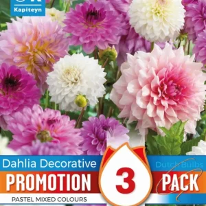 Premium Certificado Bulbos de Dahlia decorativa Promotion Pack pastel mix