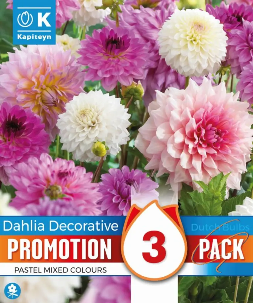 Premium Certificado Bulbos de Dahlia decorativa Promotion Pack pastel mix