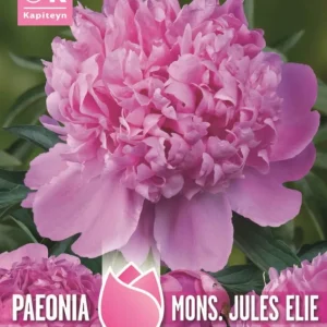 Premium Certificado Bulbos de Paeonia 'Moinseur Jules Elie'
