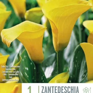 Premium Certificado Bulbos de Zantedeschia 'Captain Ceres'