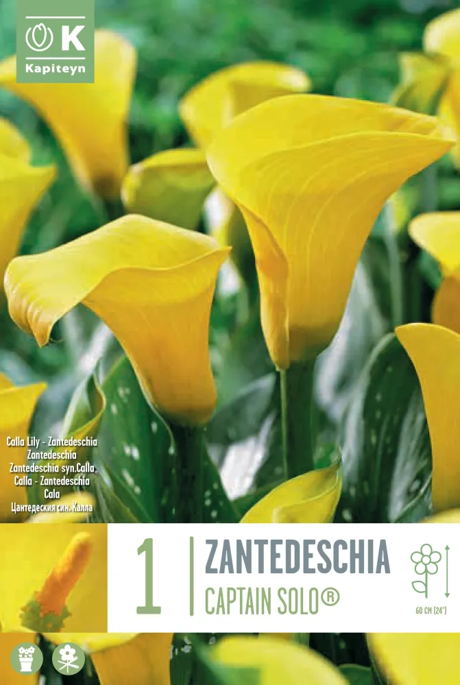 Premium Certificado Bulbos de Zantedeschia 'Captain Ceres'