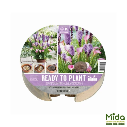 Premium Certificado Kapiteyn Bulbos Listos para Plantar de Cala Zantedeschia Fucsia y Flor Liatris Spicata