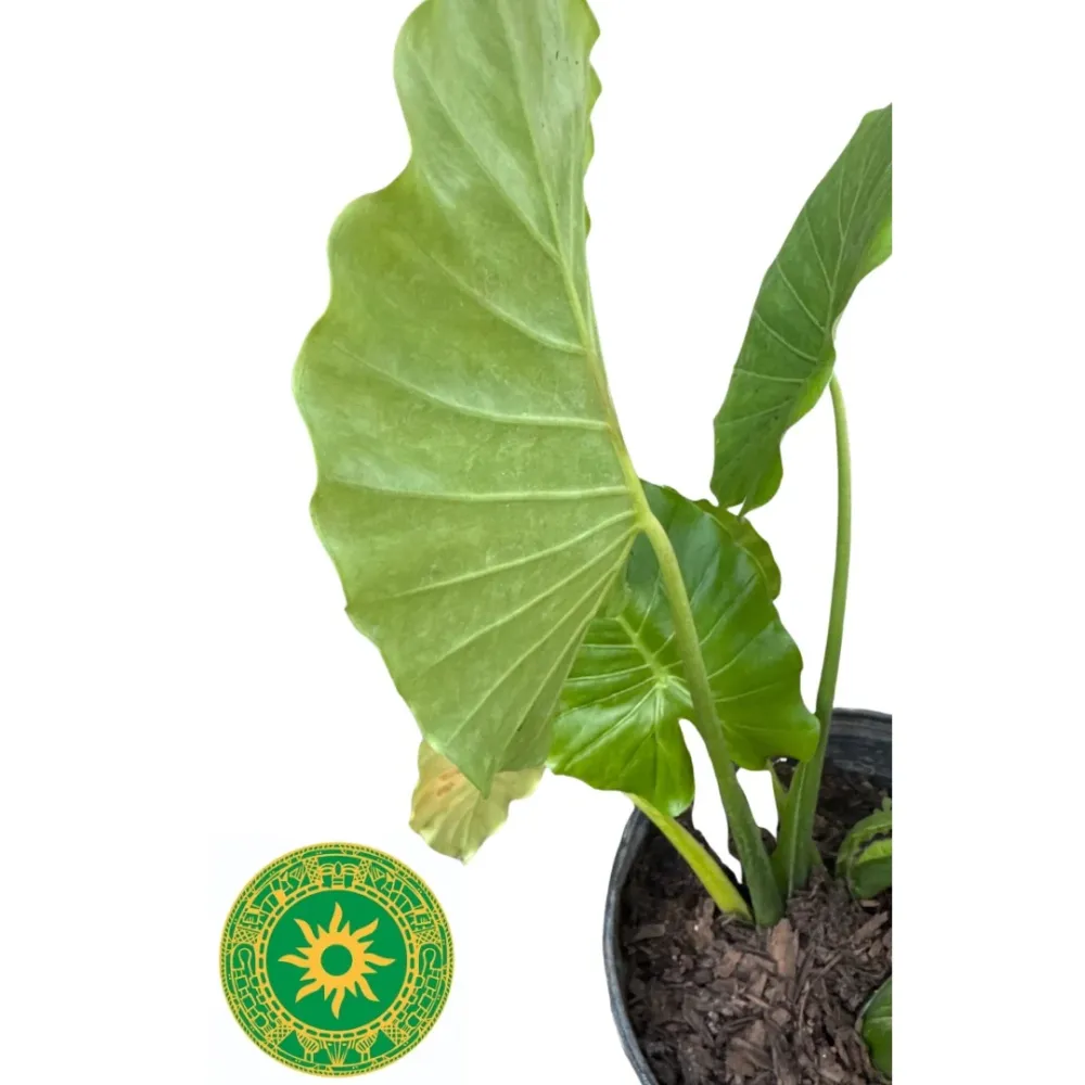 Premium Certificado Mata de Malanga