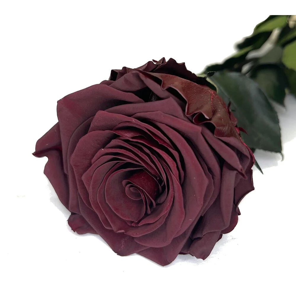 Premium Certificado Mundo Eterno Rosa Preservada Burdeos 55cm