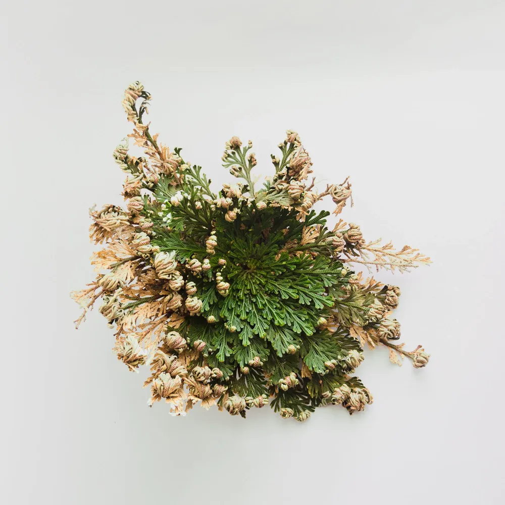 Premium Certificado Selaginella lepidophylla (Rosa de jericó)