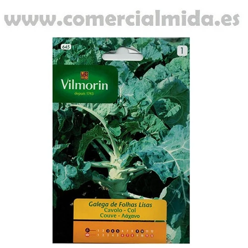 Semillas COL GALLEGA DE HOJAS LISAS Vilmorin 8g con Alto Rendimiento