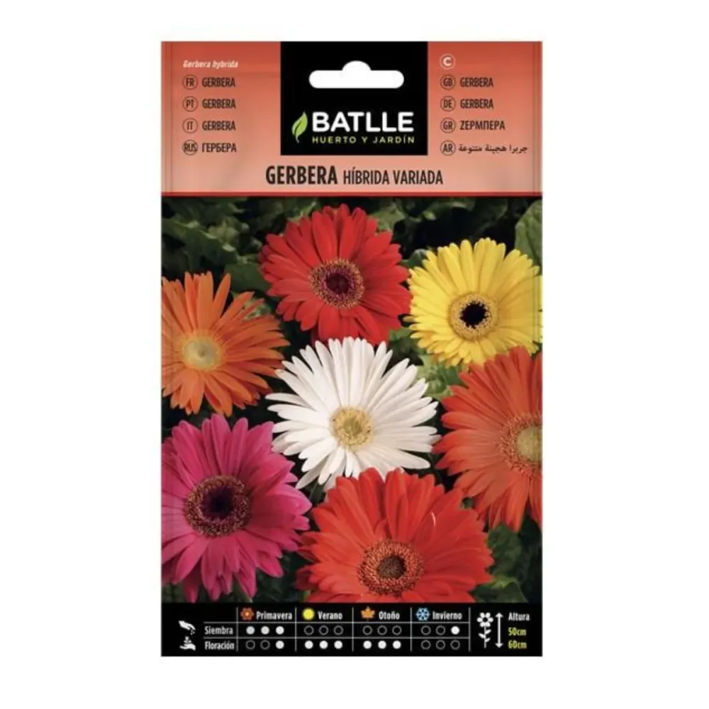Semillas de Gerbera Batlle de Temporada de Primavera
