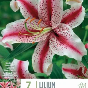 Semillas de Hortaliza Bulbos Lilium Dizzy Blanco y Rosa 3uds