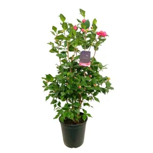 Semillas de Hortaliza Camelia 10l 90-110cm