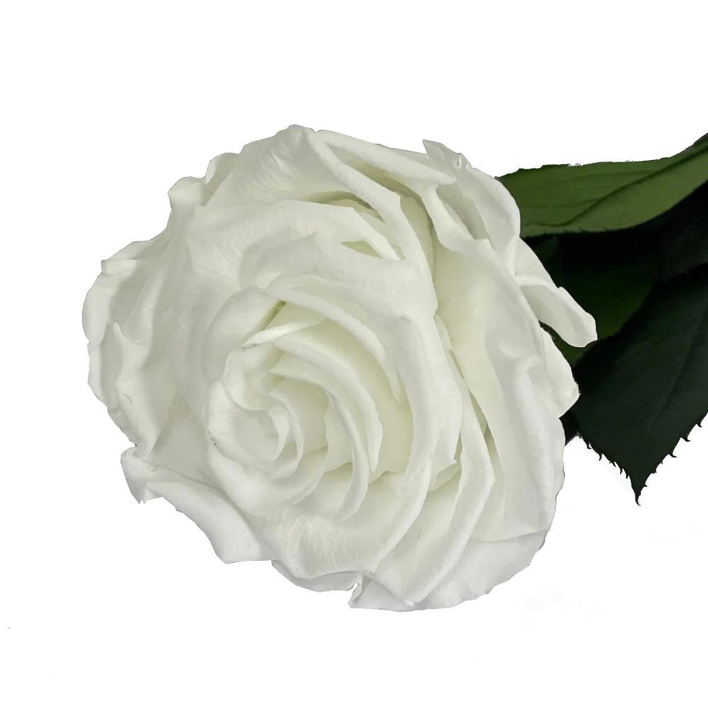 Semillas de Hortaliza Mundo Eterno Rosa Preservada Blanca 55cm