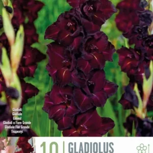 Set de Hierbas Bulbos Gladiolo Espresso Rojo 10uds