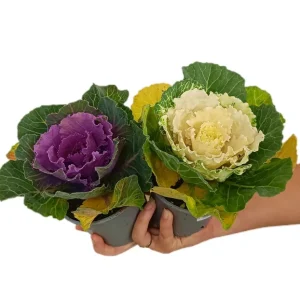 Variedad Autóctona de Brassica M11
