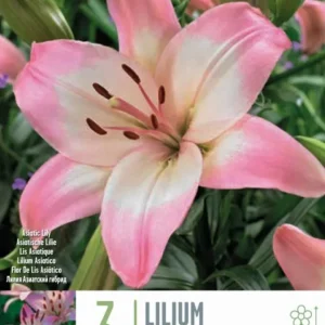 Variedad Autóctona de Bulbos Lilium Levi Blanco y Morado 3uds