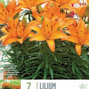 Variedad Autóctona de Bulbos Lilium Naranja 3uds