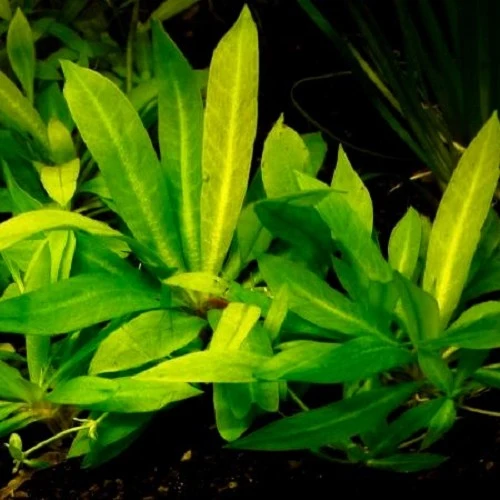 Variedad Autóctona de Helanthium quadricostatus "Magdalenensis" (x3)