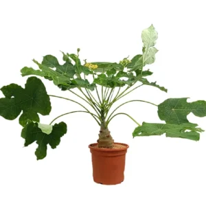 Variedad Autóctona de Jatropha Podagrica M25 60cm