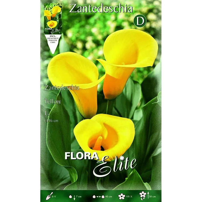 Variedad de Jardín Bulbo Calla amarilla 1 ud