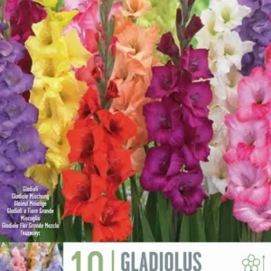 Variedad de Jardín Bulbos Gladiolo varios colores 10uds