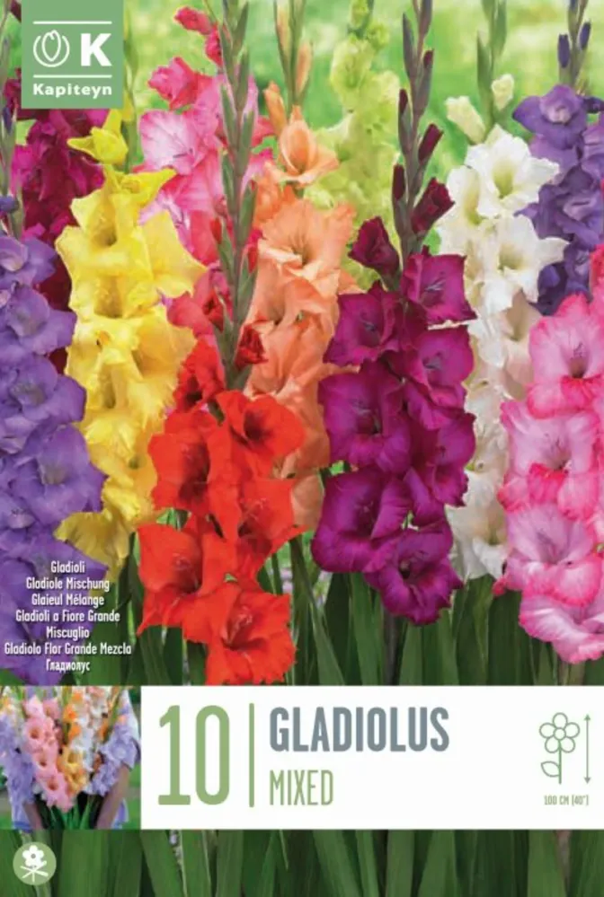 Variedad de Jardín Bulbos Gladiolo varios colores 10uds