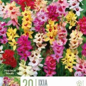 Variedad de Jardín Bulbos Ixia Mix Colores 20uds