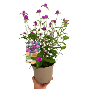 Variedad de Jardín Gomphrena Globosa M17 30cm