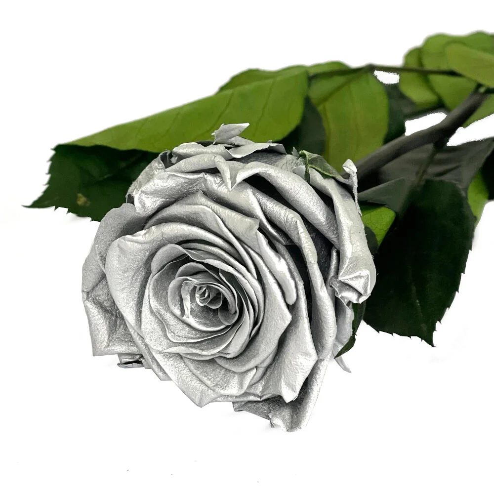 Variedad de Jardín Mundo Eterno Rosa Preservada Plata 55cm