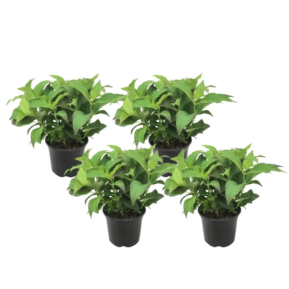 Certificado de Seguridad Hortensia - 4 Pzs - Hydrangea Serrata 'summerglow' - Altura 25-40cm - ⌀19cm