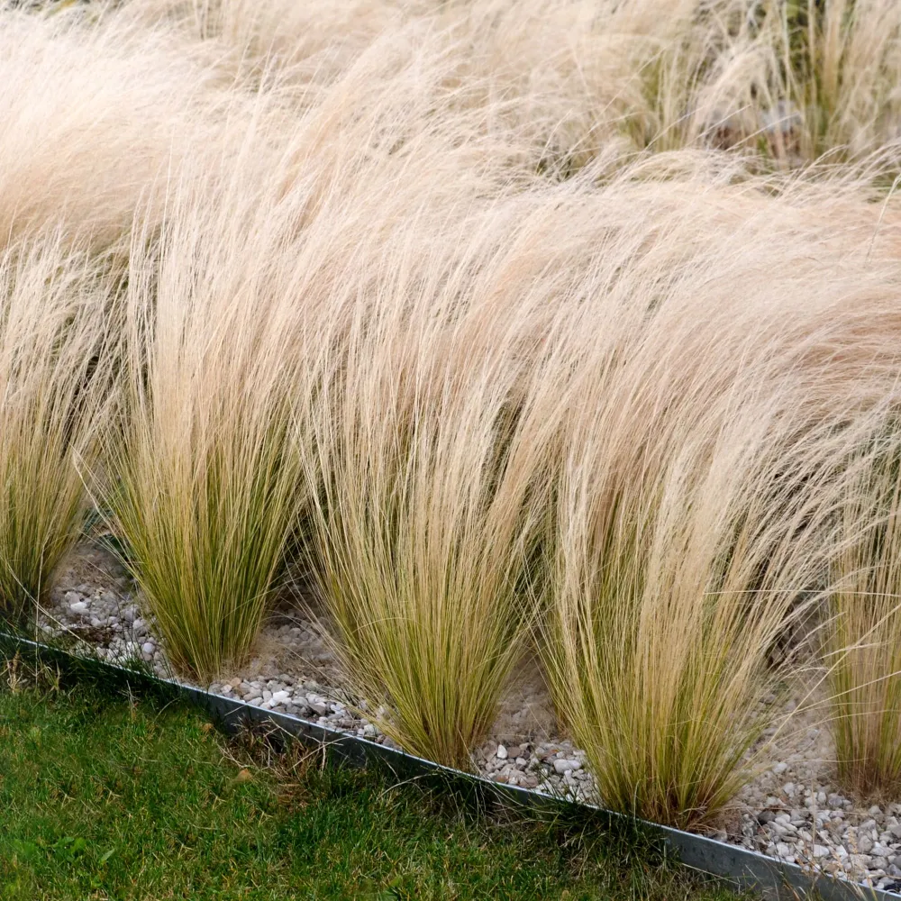 Sierra Telescópica Eléctrica Gramínea Stipa tenuissima 'Pony Tails'