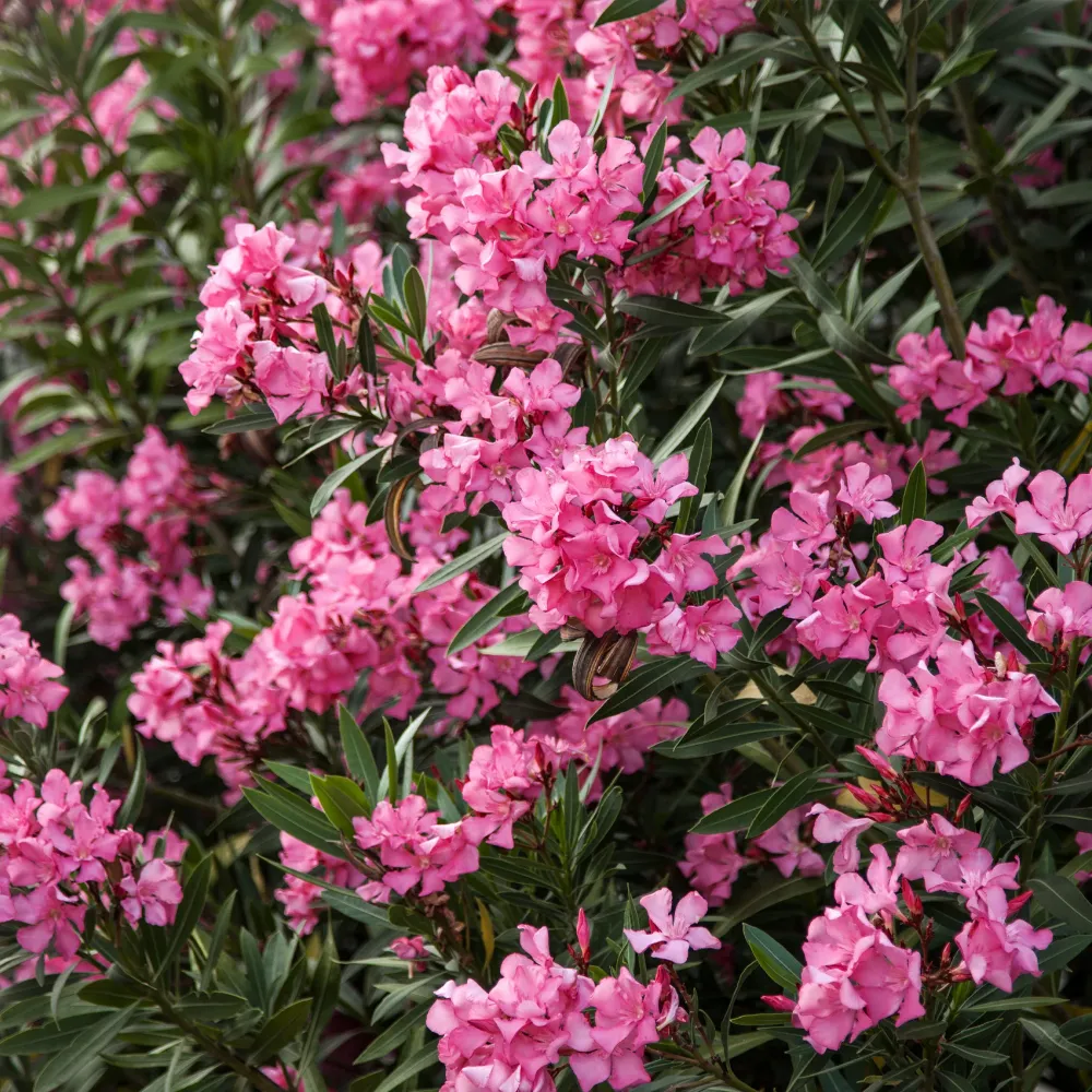 Nerium oleander roja (Adelfa) para Terraza y Jardín