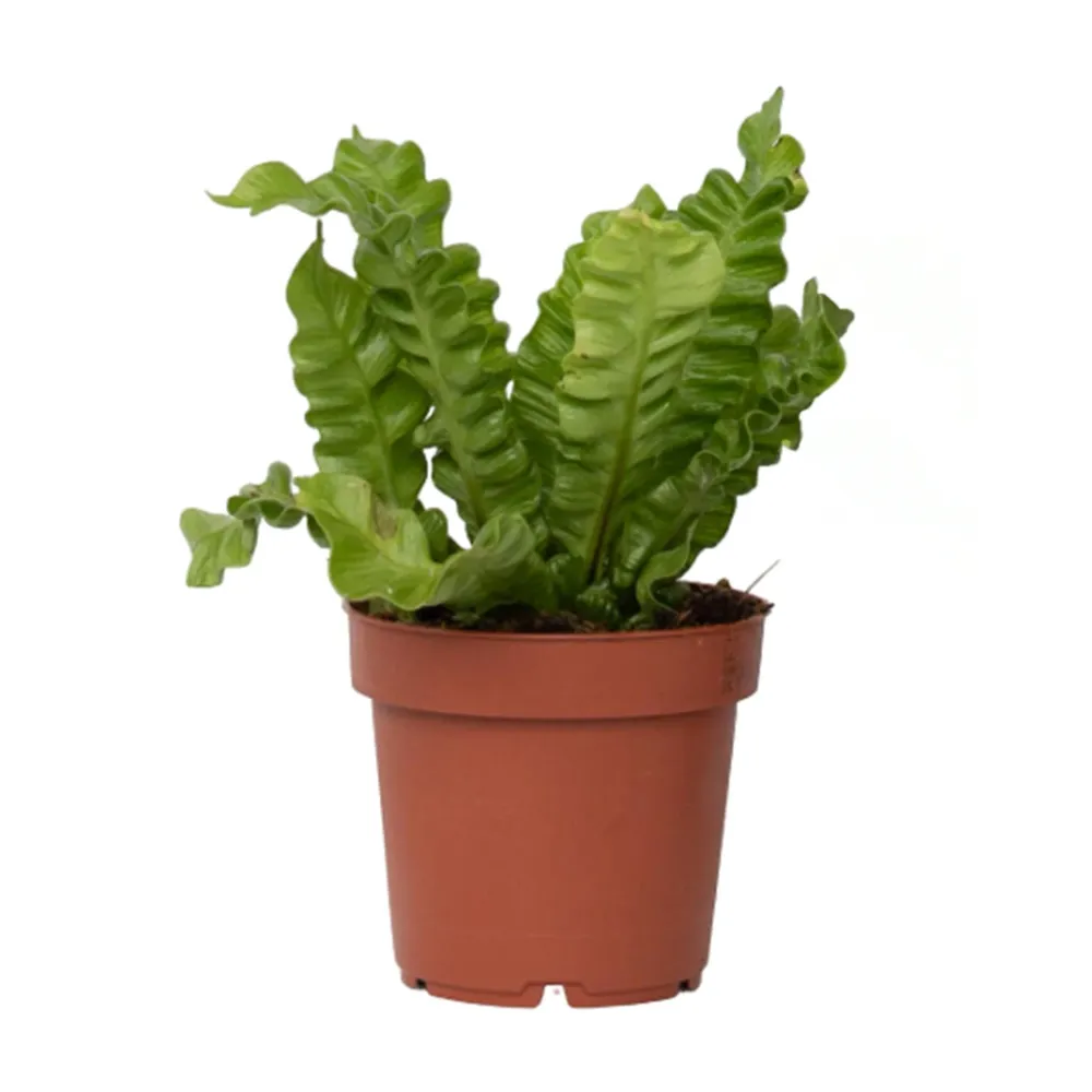 Helecho Nido De Ave - Asplenium Nidus 'crispy Wave' - Altura 25-40cm - ⌀12cm