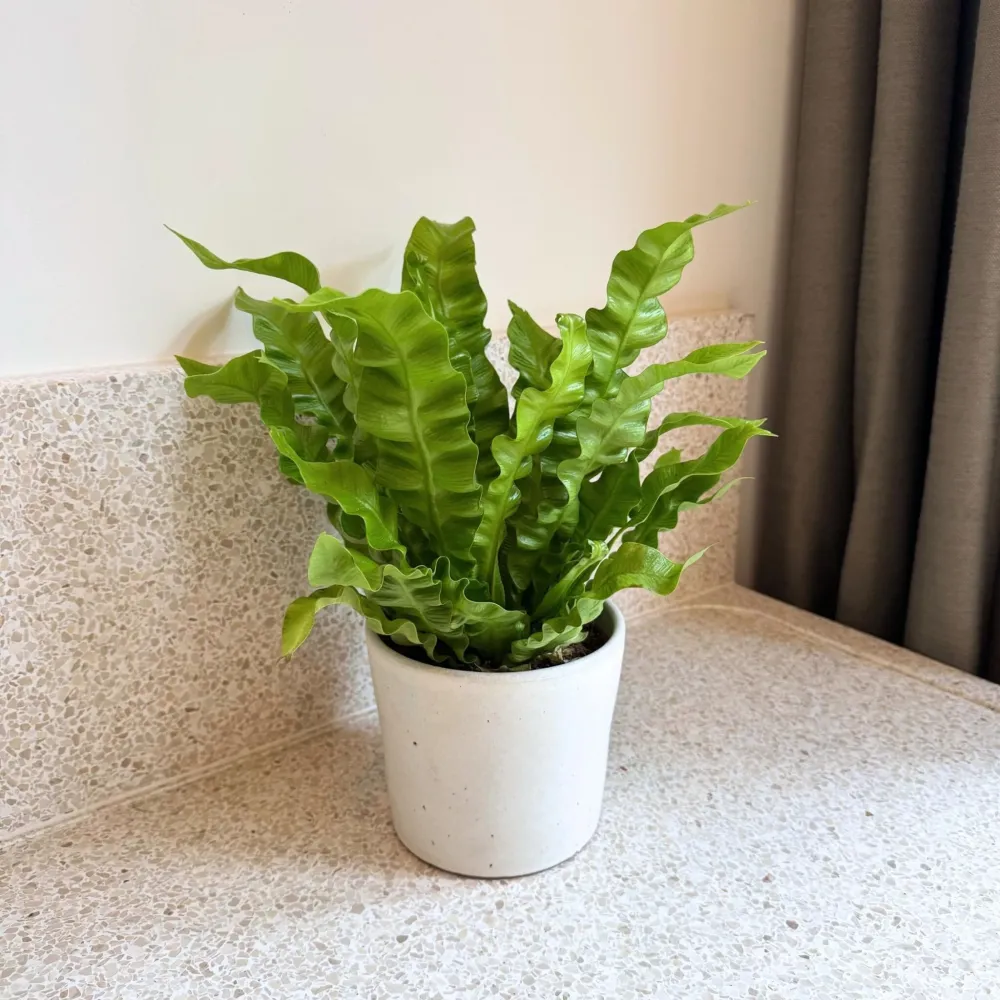 Helecho Nido De Ave - Asplenium Nidus 'crispy Wave' - Altura 25-40cm - ⌀12cm