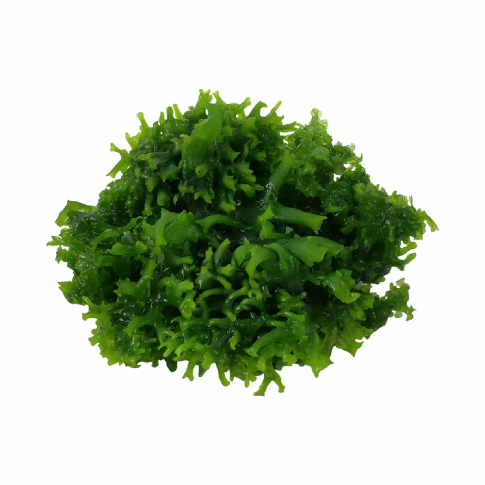 Monoselenium tenerum (Pelia) – Planta Acuática de Hoja Ancha para Acuarios Plantados sin Glifosato
