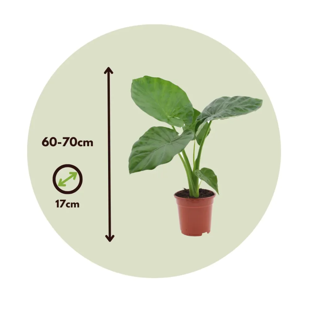 Taro Gigante - 4 Pzs - Alocasia 'macrorrhizos' - Altura 60-70cm - ⌀17cm Eco-amigable y Biodegradable